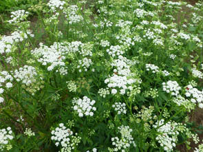 Sium sisarum